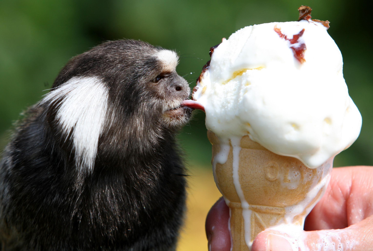 Animals Cool Off In Hot Weather (PICTURES) | HuffPost UK