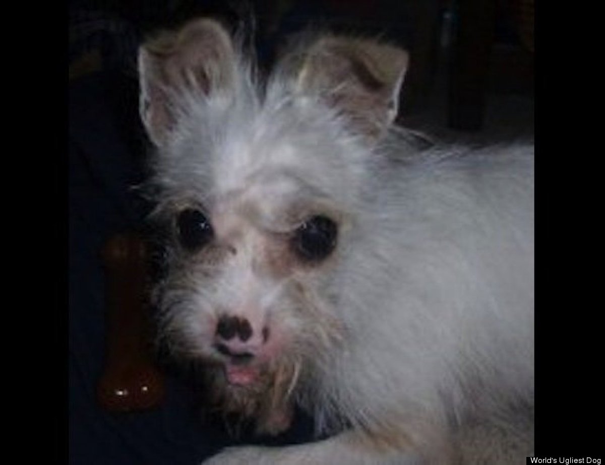 World's Ugliest Dogs Contest Chinese Crested Mugly Wins 2012's
