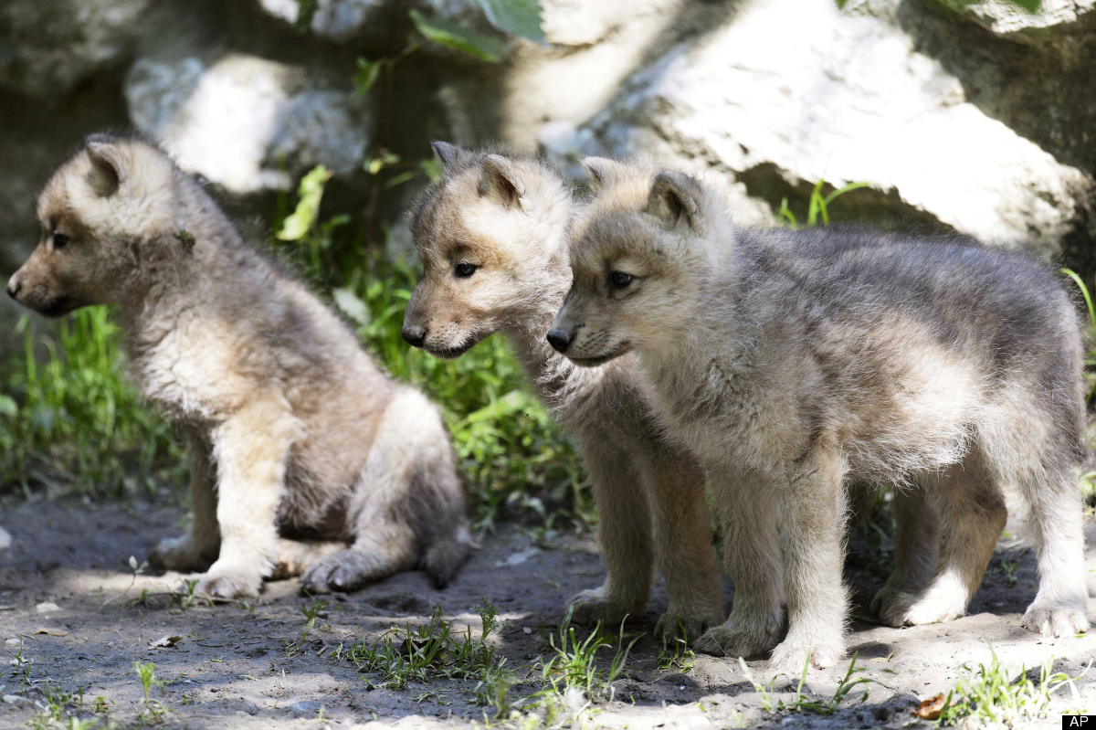 Baby arctic Wolves Wolves.... Arctic wolf, Baby wolves, Wolf photos
