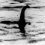 Nessie herself...