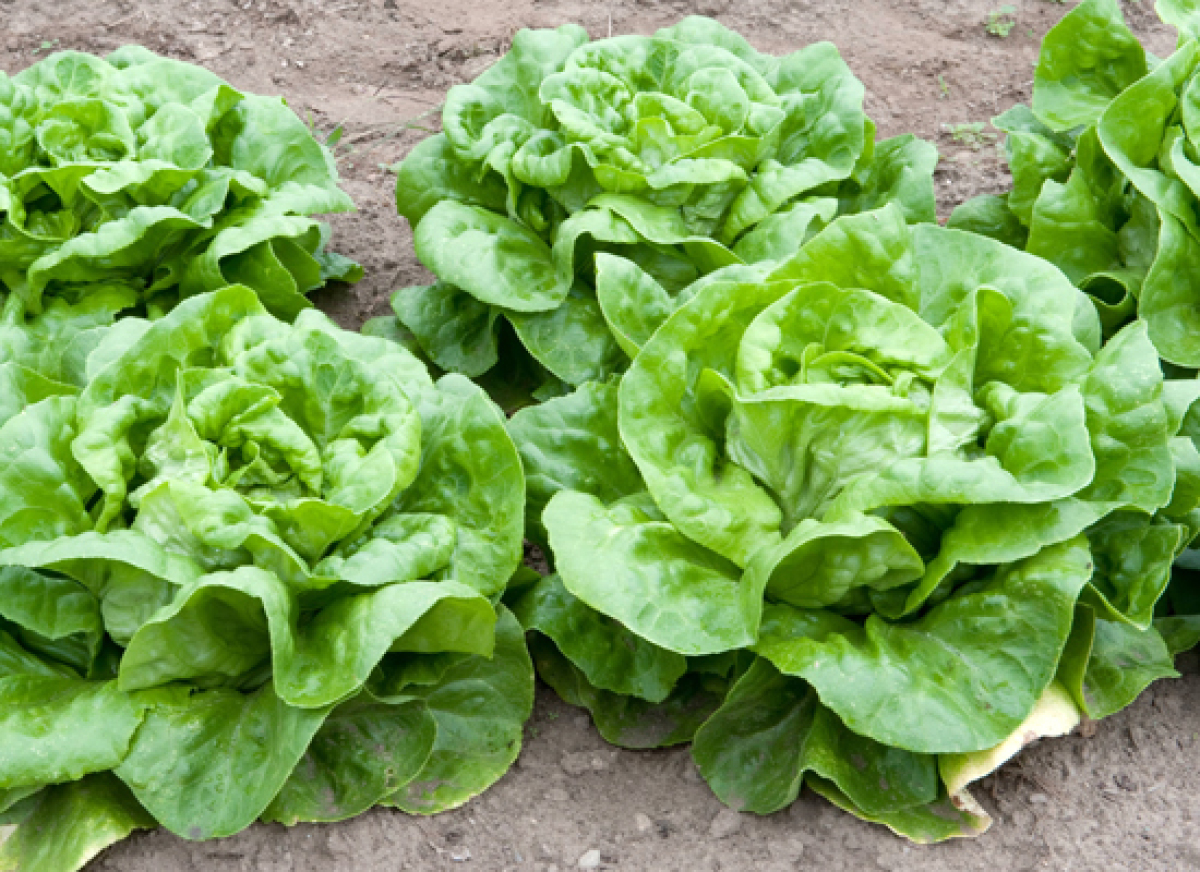 Lettuce Varieties: A Guide To What's What | HuffPost