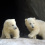 Cute Baby Polar Bear Videos