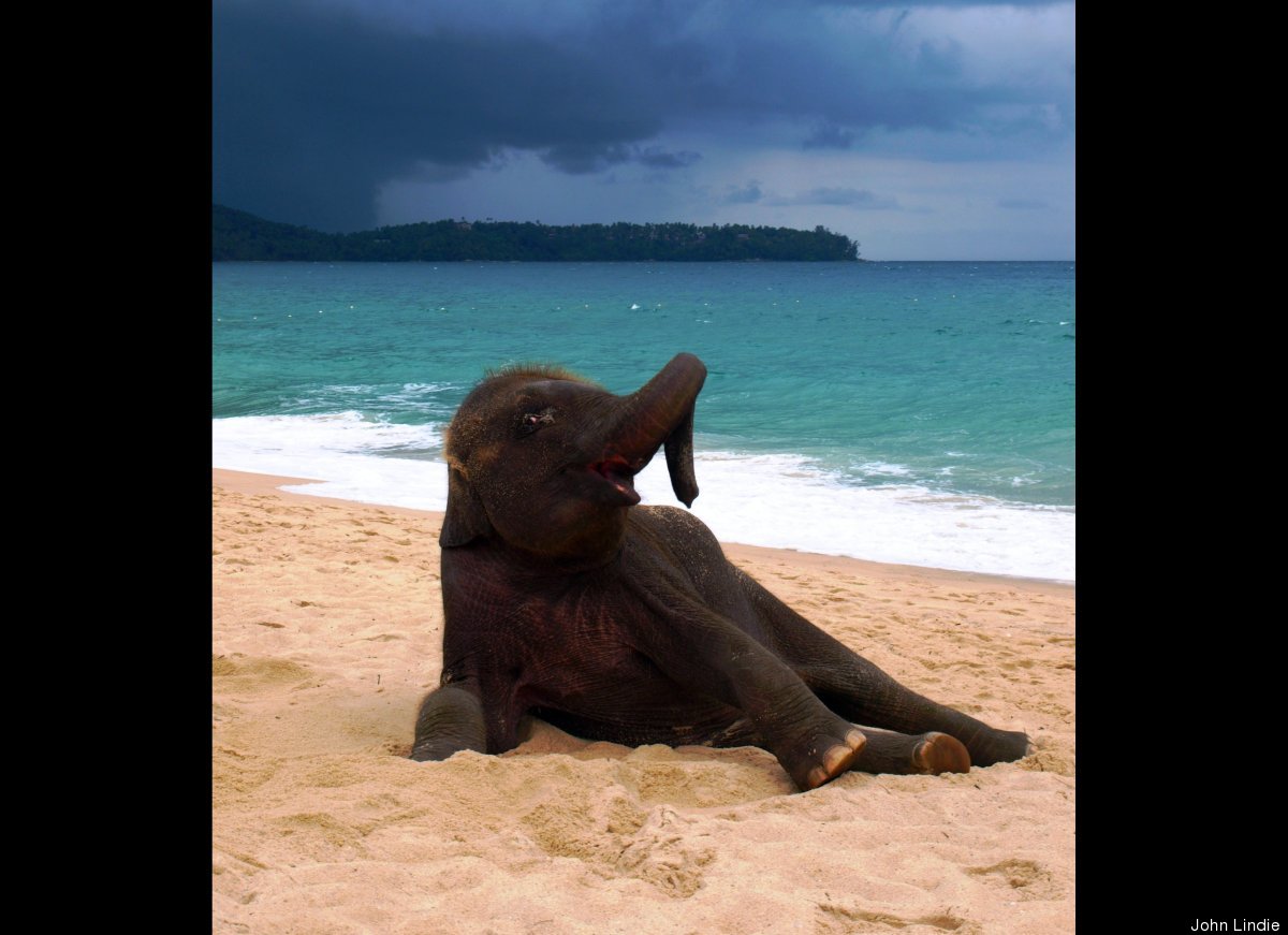 Phuket Elephant Beach Day: Playful Pachyderm Frolics In Thailand Sand