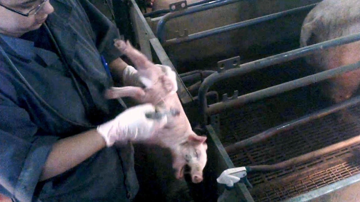 factory farm animal cruelty