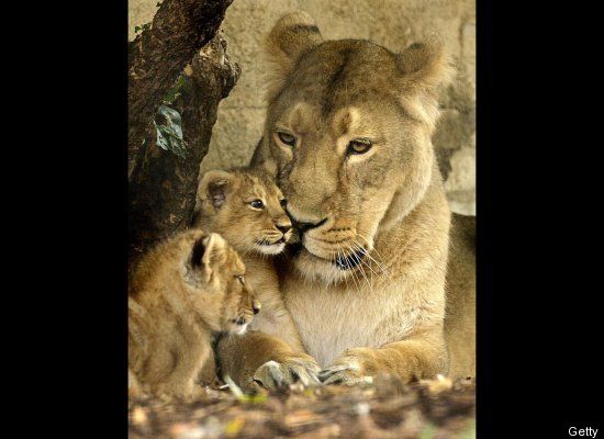 mother lioness