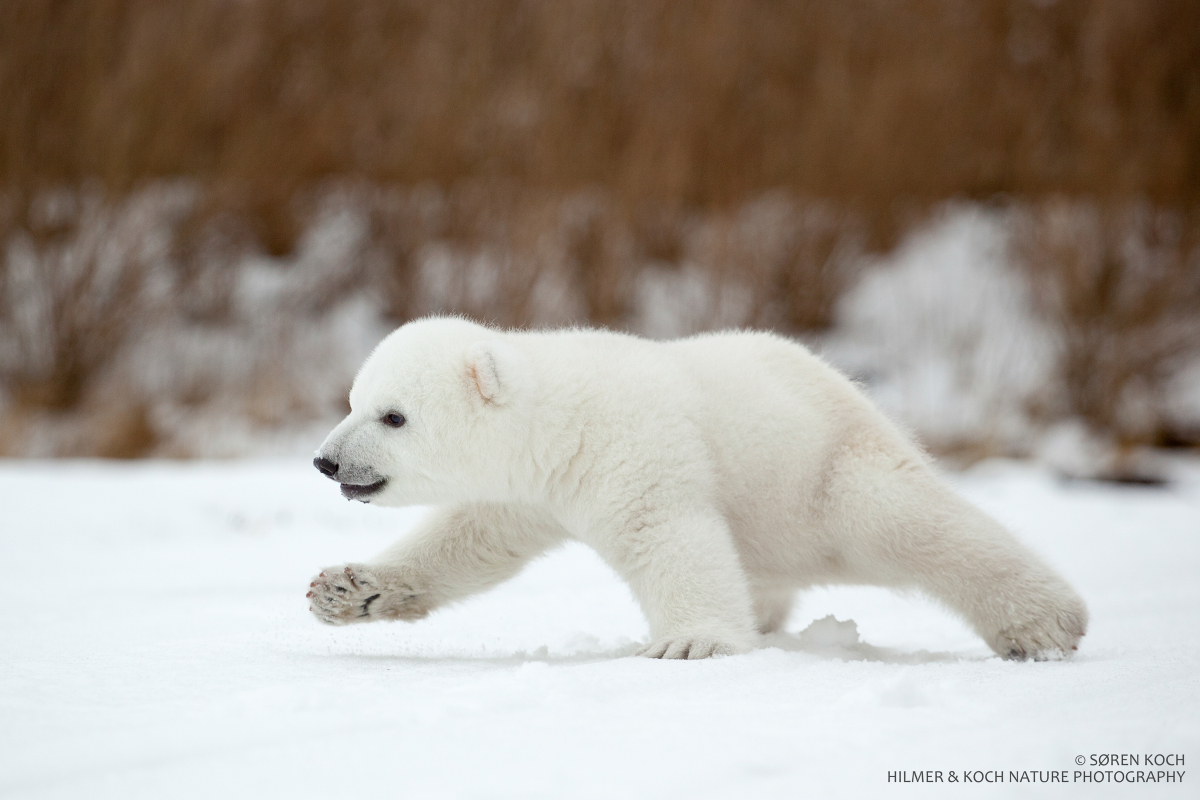 fluffy polar bear