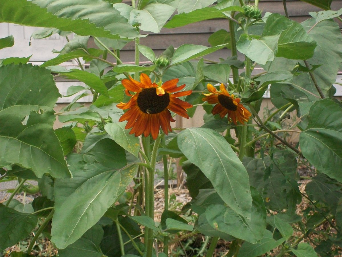 Soil Remediation Detroit Experiments Explore Urban Farming's Next