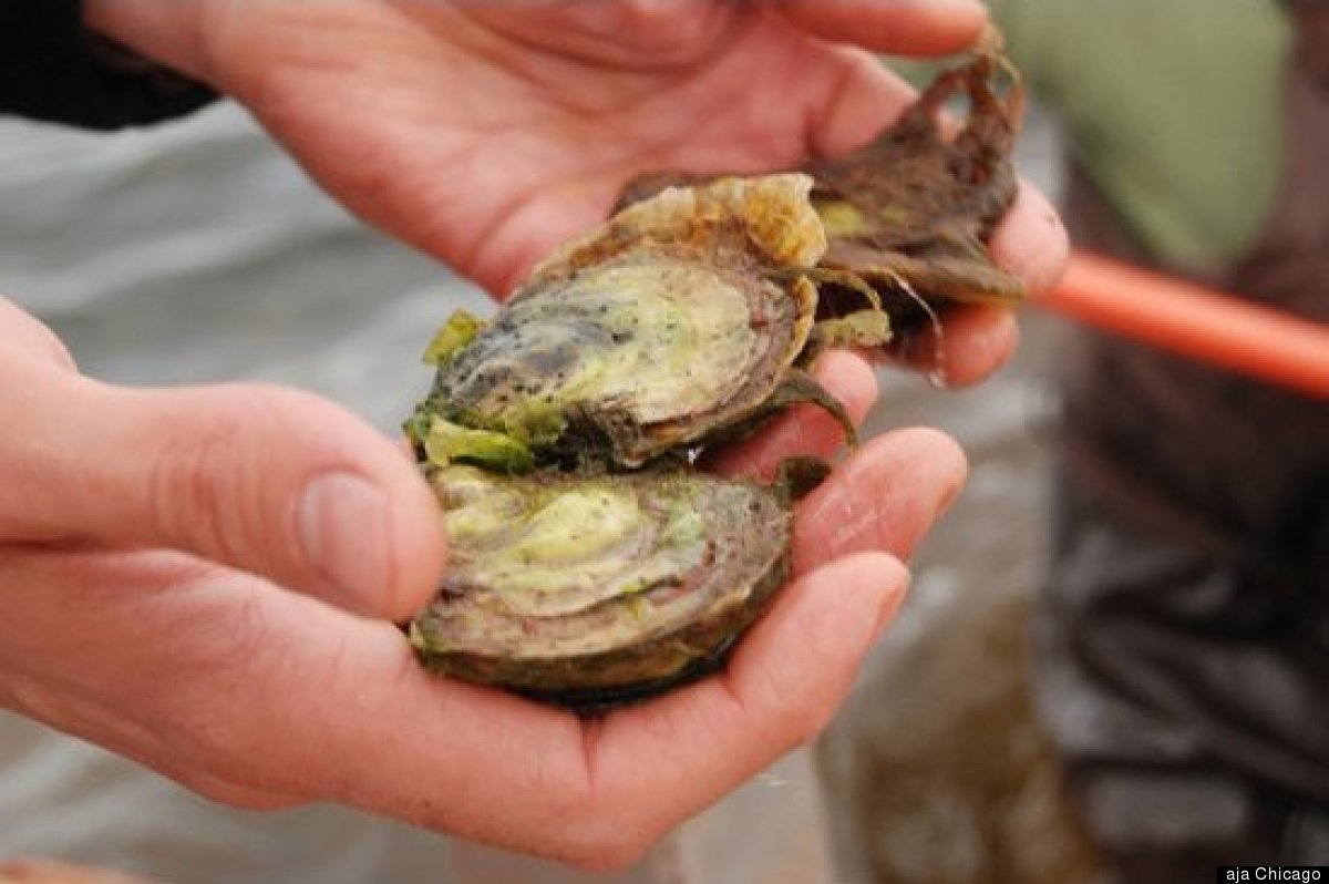 East Coast Oysters: A Guide To Origin, Flavor And How To Eat Them