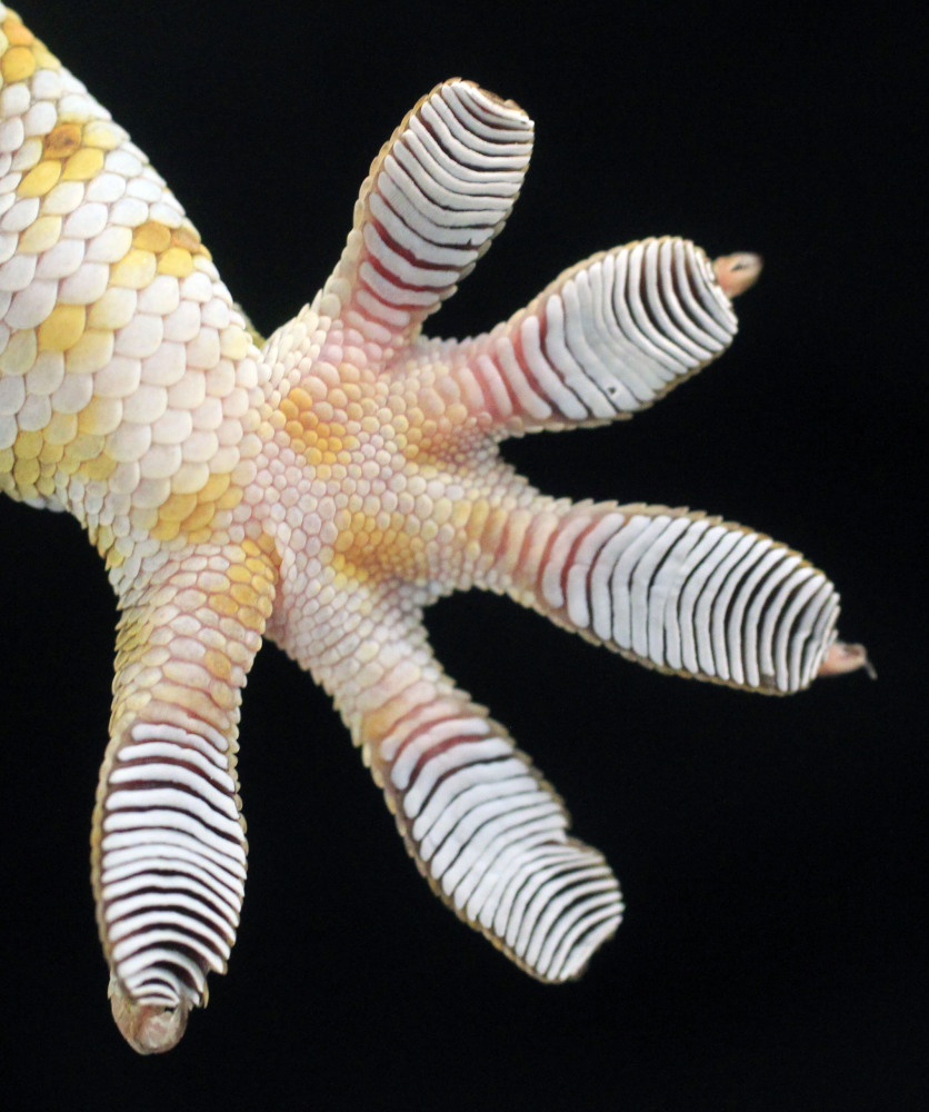 How Do Geckos Feet Work Photos Huffpost 