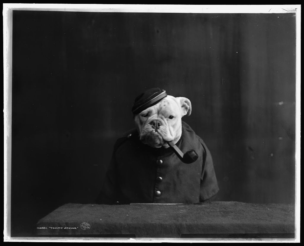 Portraits Of Bulldogs Vintage Pictures Of Dogs In Costume From The
