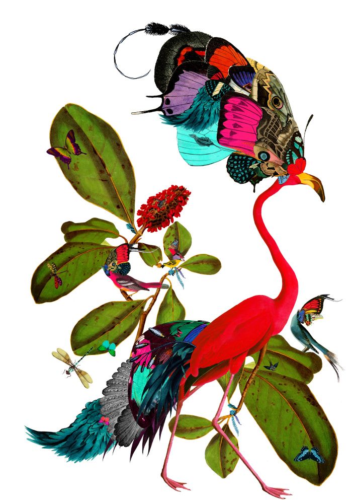 Kristjana S Williams Creates Victorian Animal Illustrations With A Trippy Twist HuffPost UK