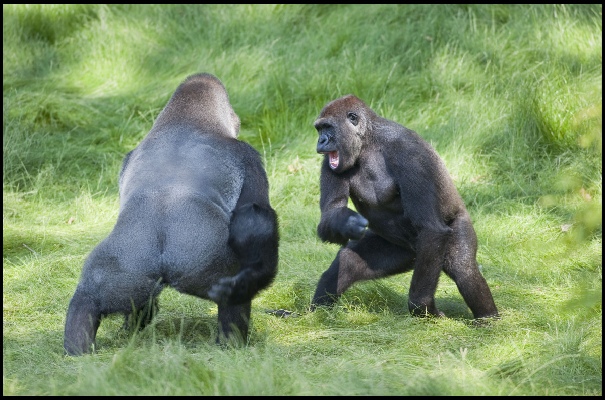 Gorilla Brothers, Alf And Kesho, Hug As They're Reunited After Three