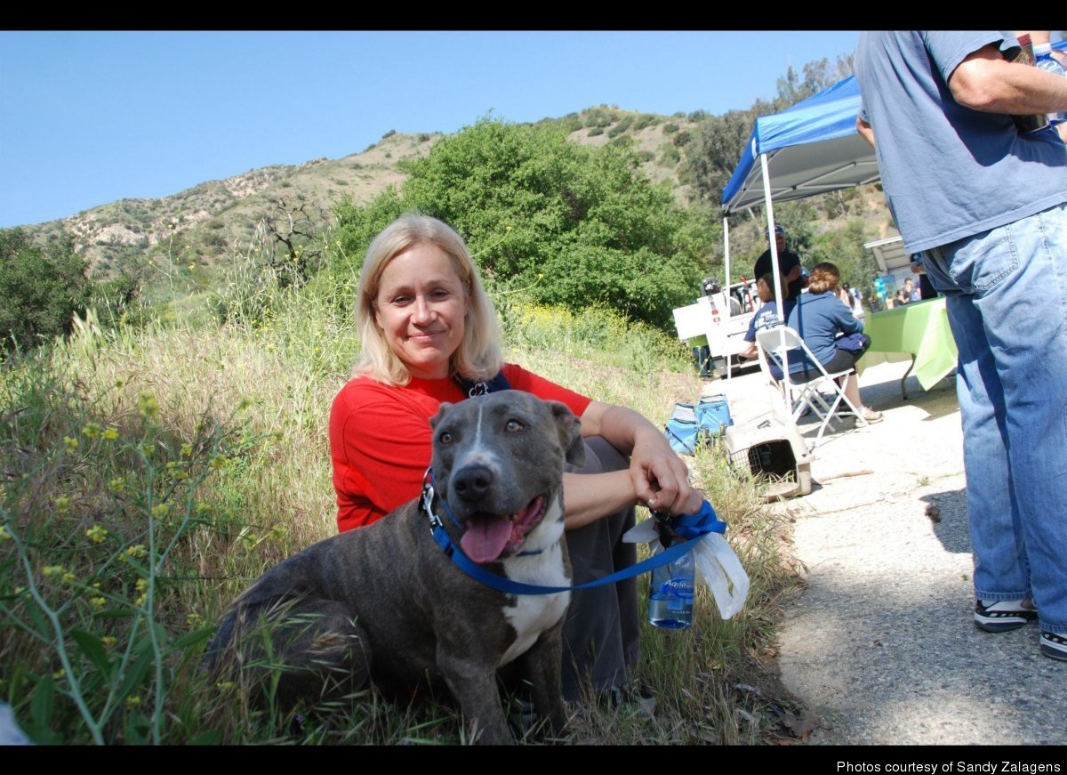 Pitbulls Landlord Discounts Rent If You Adopt A Dog HuffPost
