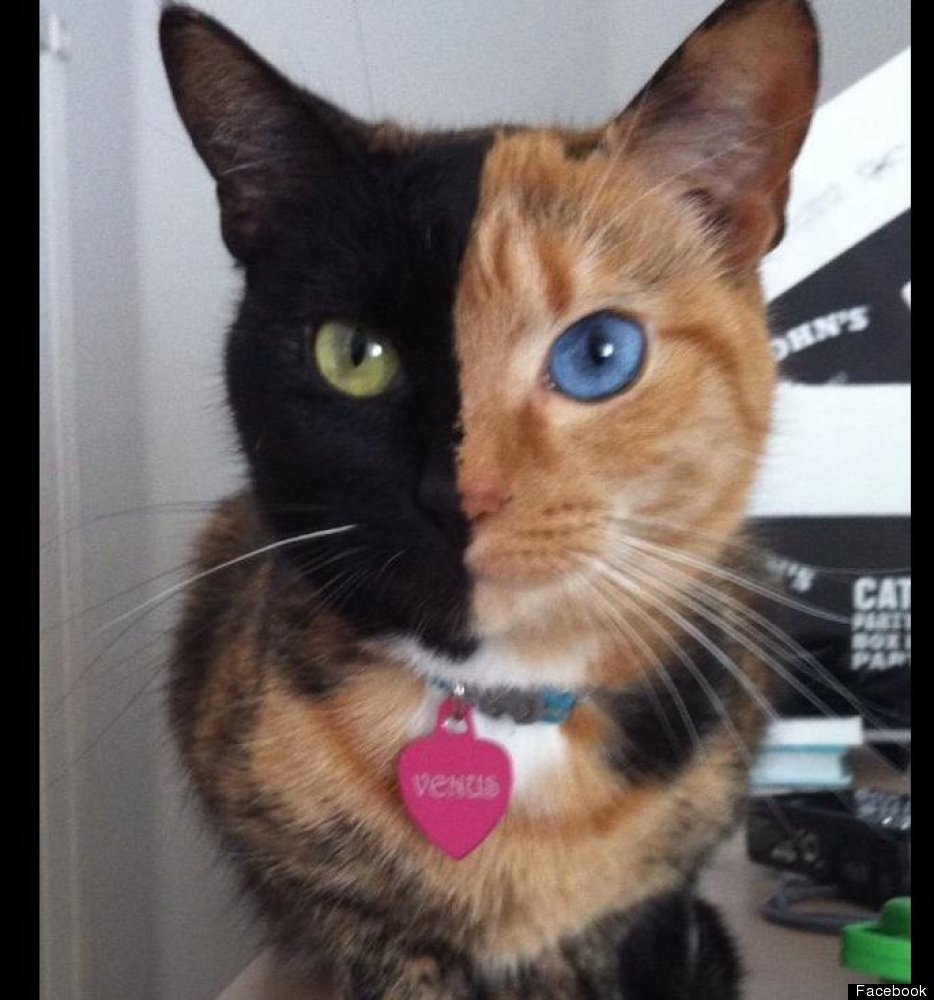 Двуликая кошка Венера фото Двуликая кошка Венера фото