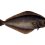 Atlantic Halibut