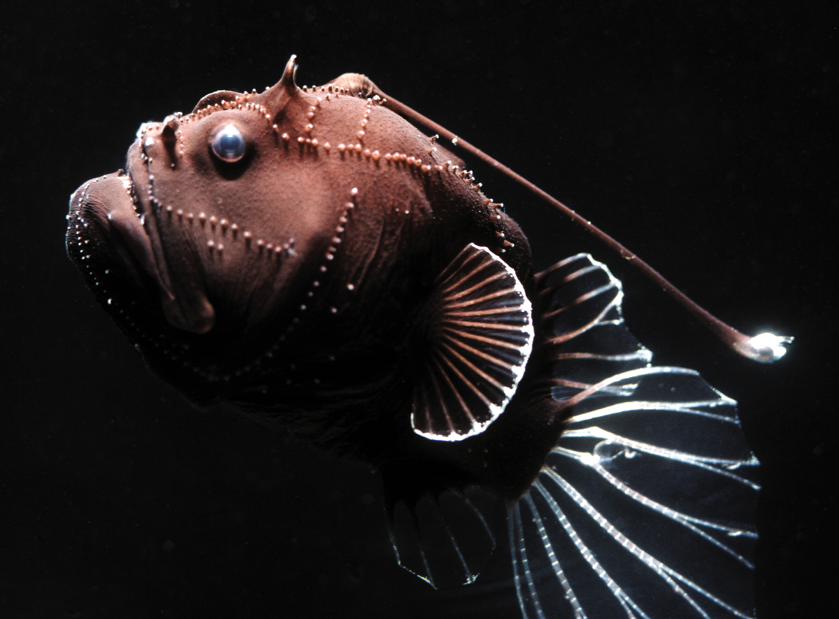 Bizarre Deep Sea Creatures 29