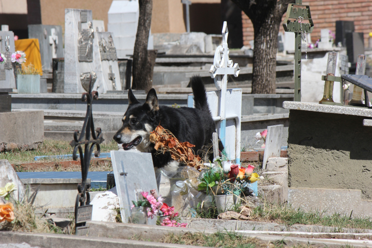 Kisah Kesetiaan Anjing tunggui makam tuannya slama 6 Tahun
