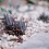 Potted Plants