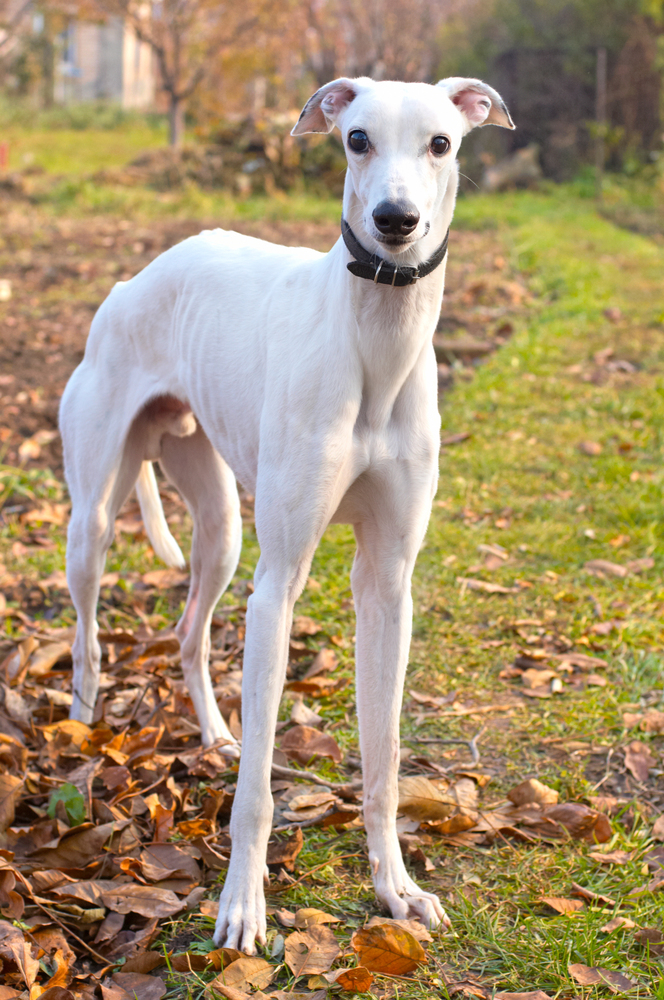 skinny dog breeds