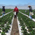 Strawberry Field Farm Workers
