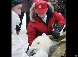 The Polar Bear Subduer/Scientist