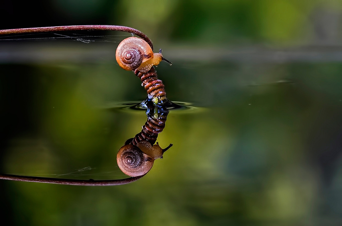 Insects Walking On Water Crystal Clear Photos From Nunu Rizani's Dewy