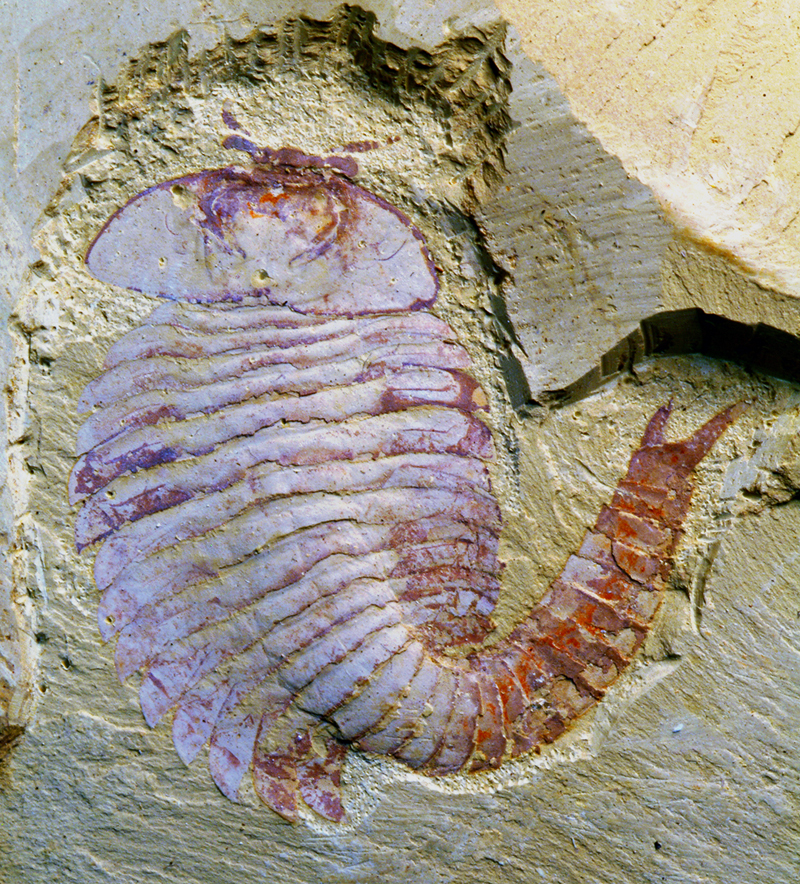 ancient-fossilized-brain-arthropod-fossil-raises-questions-about