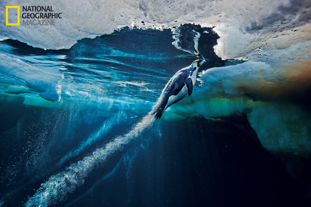 emperor-penguin-photos-documented-in-national-geographic-magazine