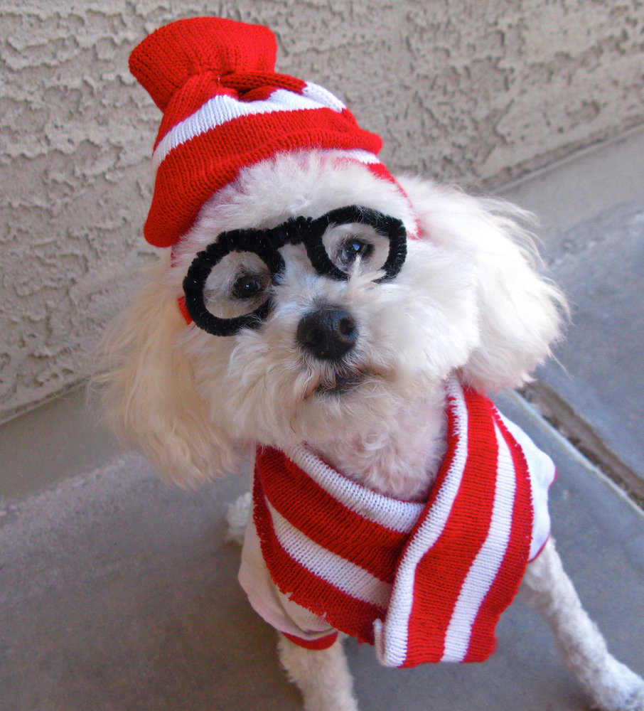 disfraces-de-halloween-para-perros-fotos-forocoches