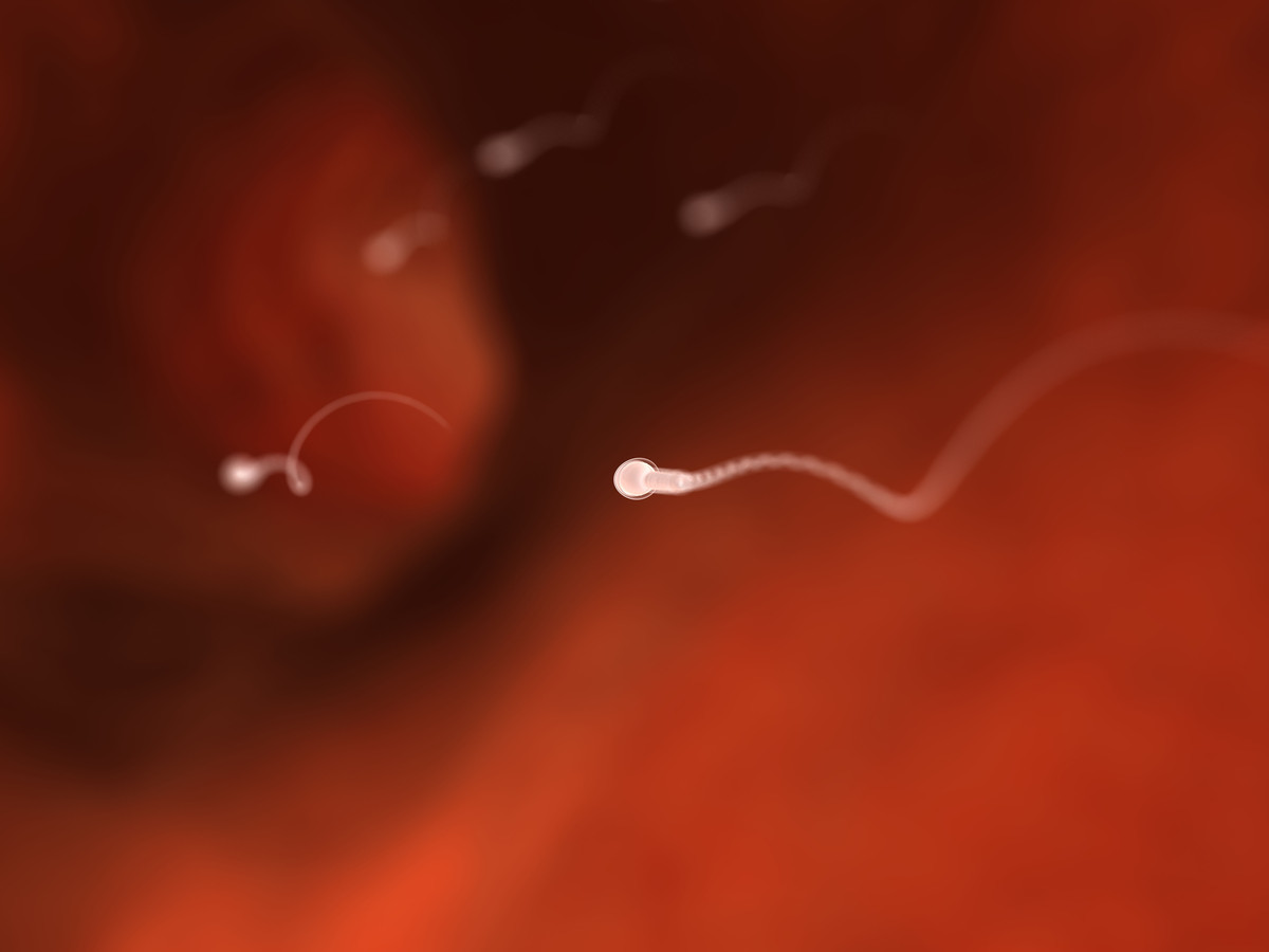 Everything You Need To Know About Sperm Including Mal