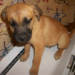 lifeline puppy rescue brighton co lifeline puppy rescue has new puppies looking for a home photos huffpost lifeline puppy rescue brighton co lifeline puppy rescue has new puppies looking for a home photos huffpost