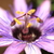 Passionflower