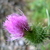 Milk Thistle