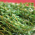 Thyme