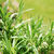 Rosemary