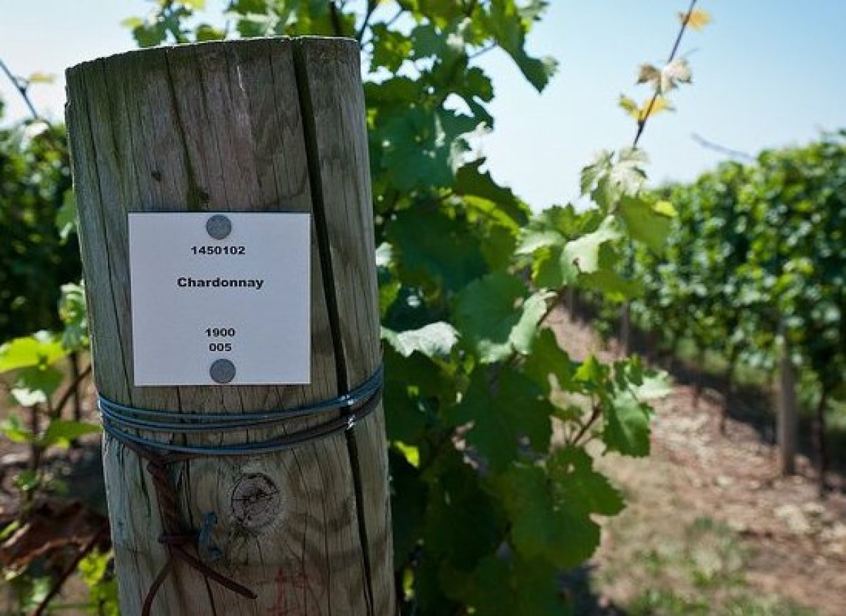 8 Wines To Serve With Thanksgiving Dinner HuffPost