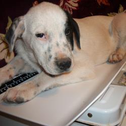 lifeline puppy lifeline puppy rescue s lastest adoptable pets photos huffpost lifeline puppy lifeline puppy rescue s lastest adoptable pets photos huffpost