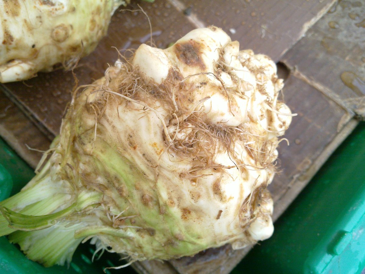celery root