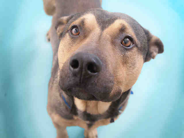 denver dumb friends league adoptable dogs denver dumb friends league adoptable pets name your price for the holidays photos denver dumb friends league adoptable dogs denver dumb friends league adoptable pets name your price for the holidays photos