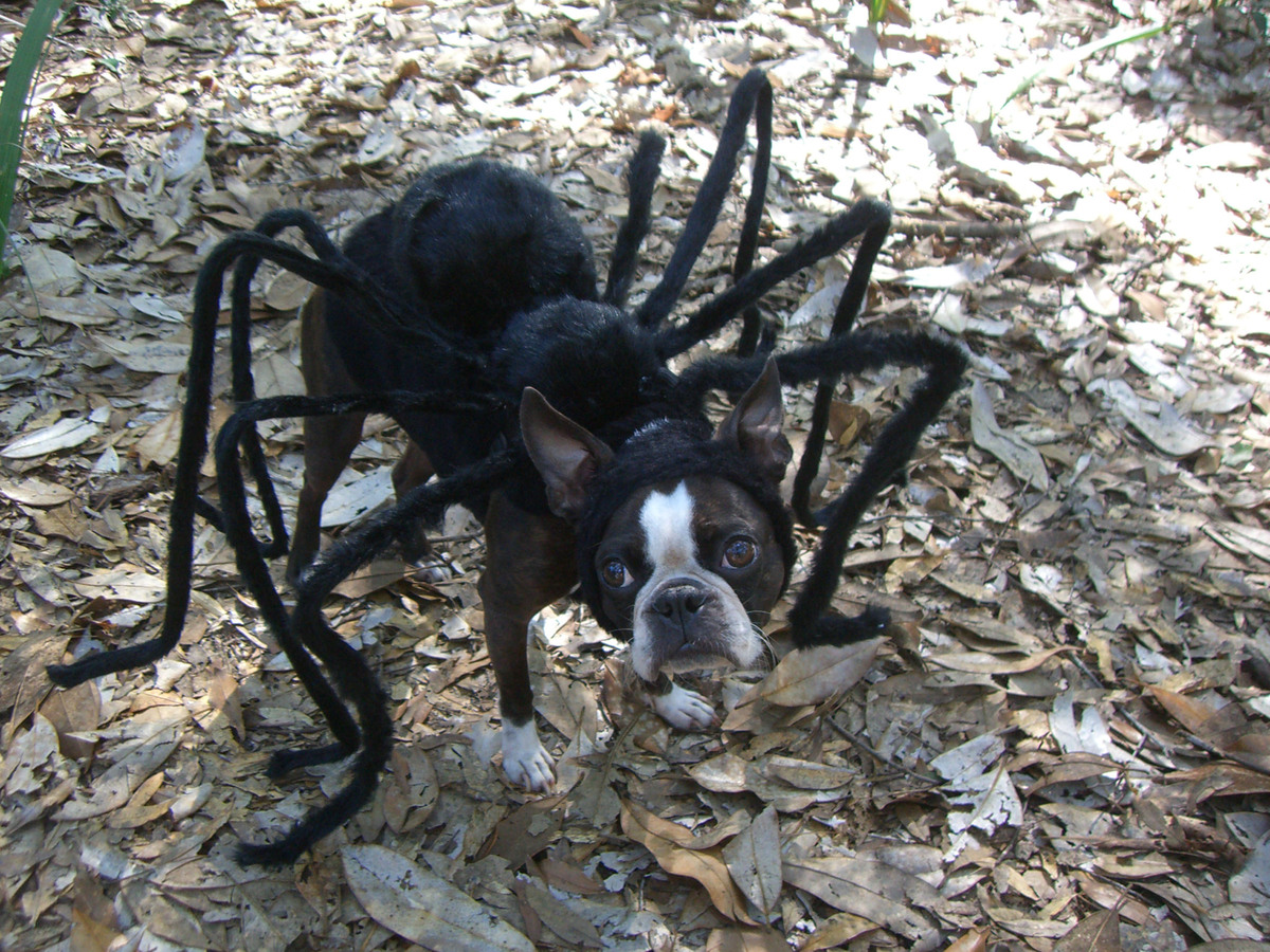 Echo The Fancy Dress Dog (PICTURES) HuffPost UK