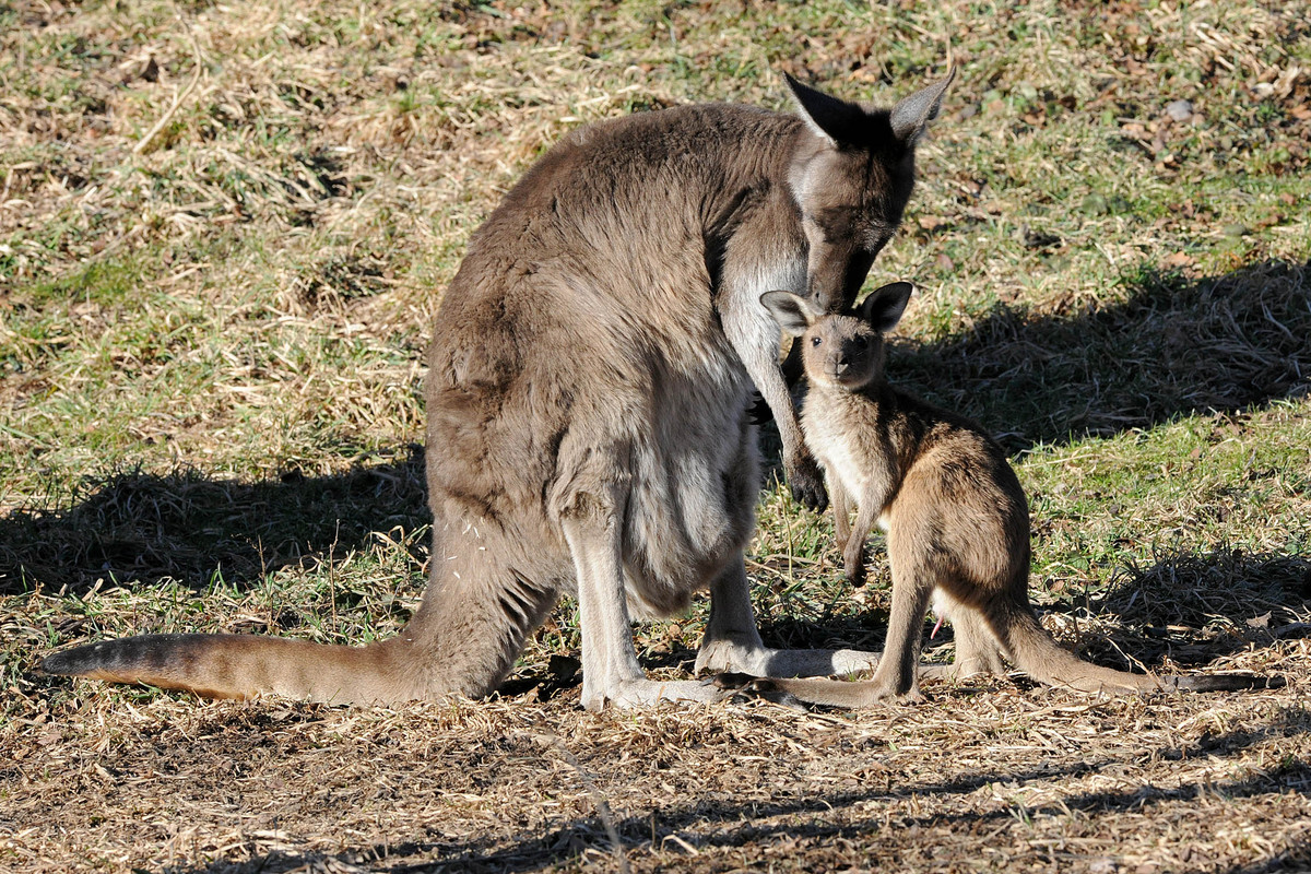 Brookfield Zoo Baby Kangaroo Debut Pair Of Joeys Take A Hop Outside