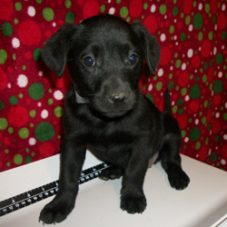 lifeline puppy rescue brighton co lifeline puppy rescue s adoptable pups this week photos huffpost lifeline puppy rescue brighton co lifeline puppy rescue s adoptable pups this week photos huffpost