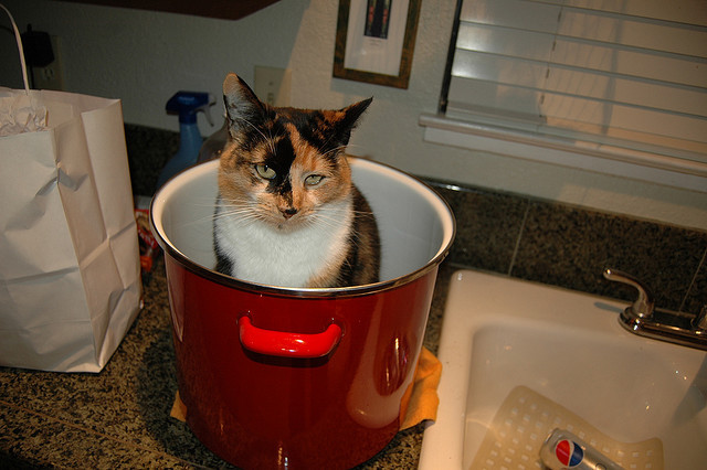 Image result for cats with pots and pans