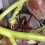 Una viuda negra en un racimo de uvas