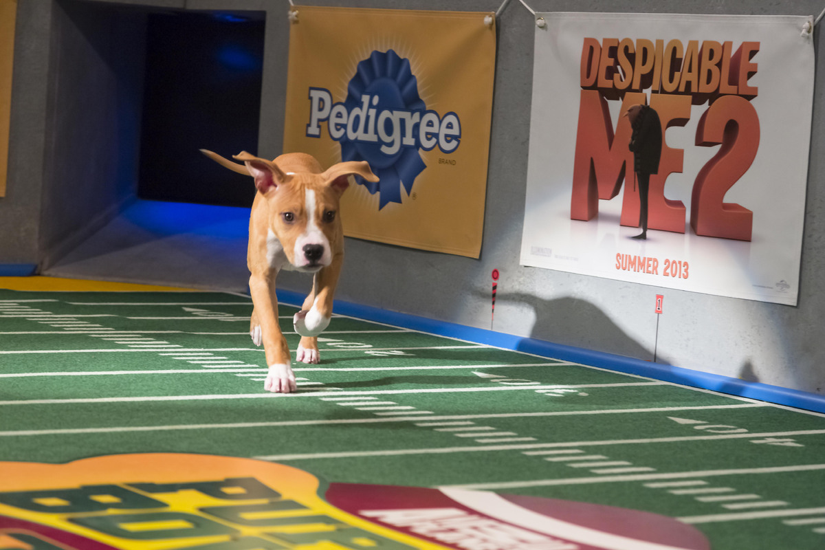 Puppy Bowl's 'Adoption Tails' Prove The Event Is About Way More Than