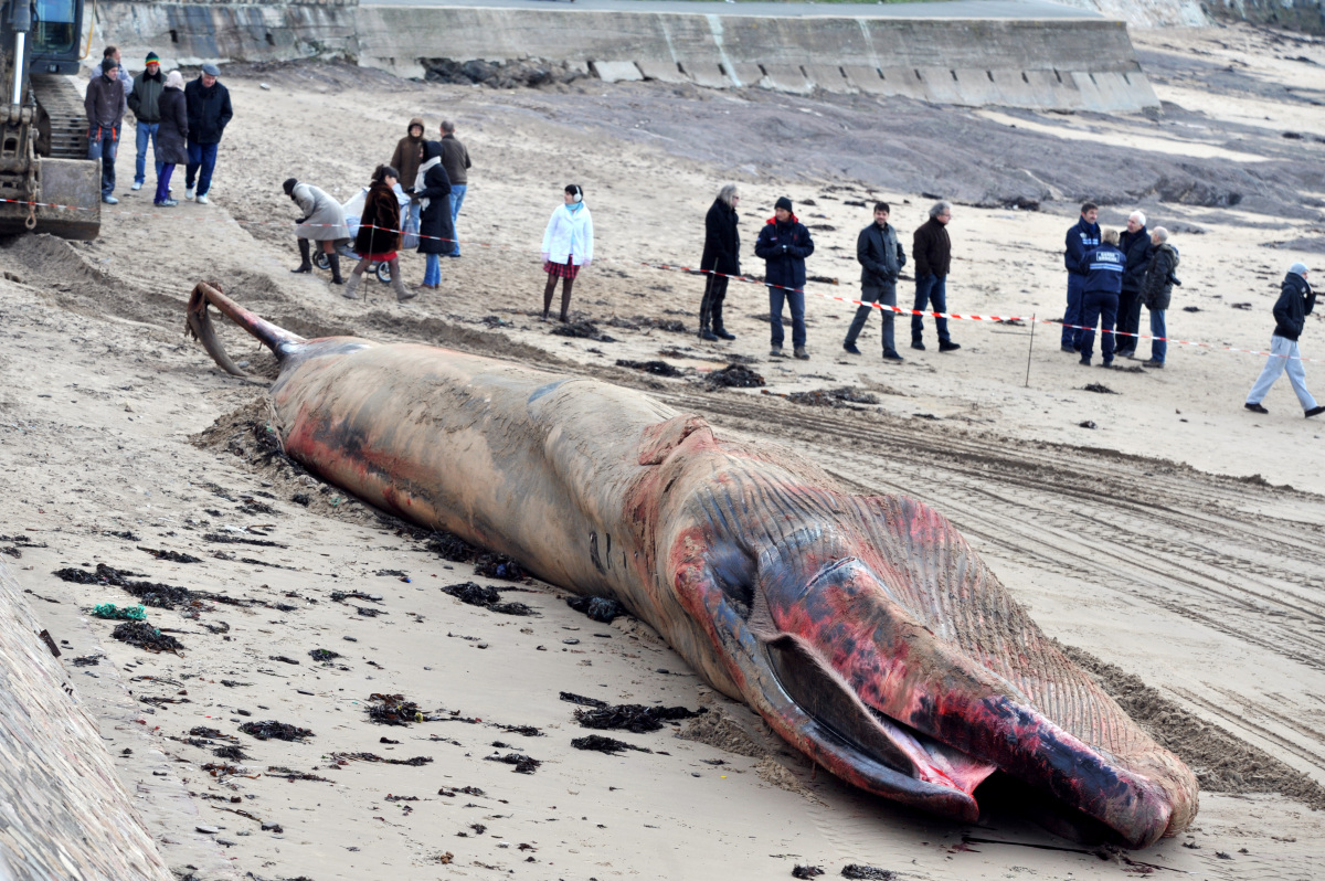 Une baleine de 18 m s'échoue aux Sables d'Olonne Slide_276836_2025517_free