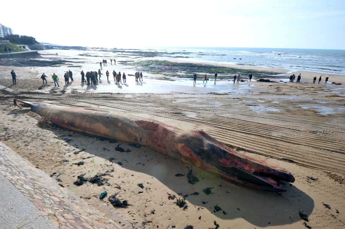 Une baleine de 18 m s'échoue aux Sables d'Olonne Slide_276836_2025519_free