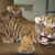 Shocked Tiger Cub Trio