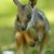 Quizzical Wallaby
