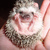 High-Fiving Hedgehog